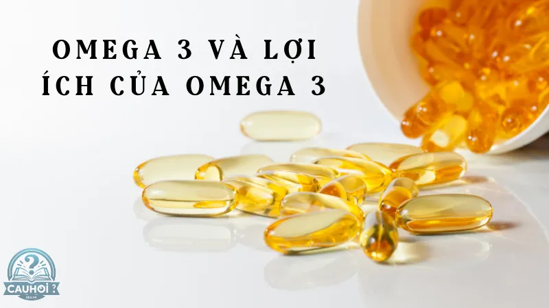 Omega 3 và lợi ích của Omega 3 Omega 3 và lợi ích của Omega 3