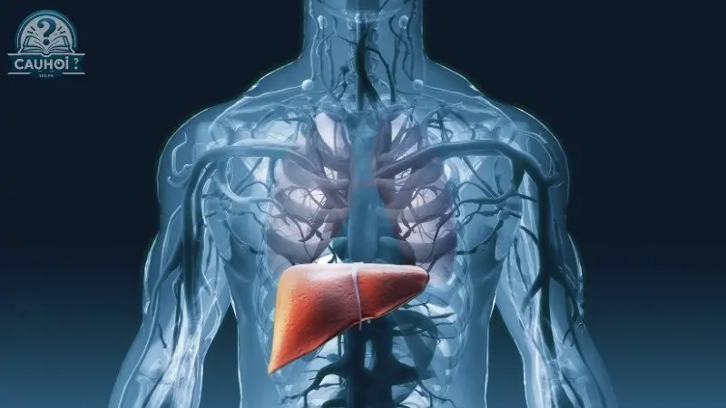 Vị trí của gan trong cơ thể người