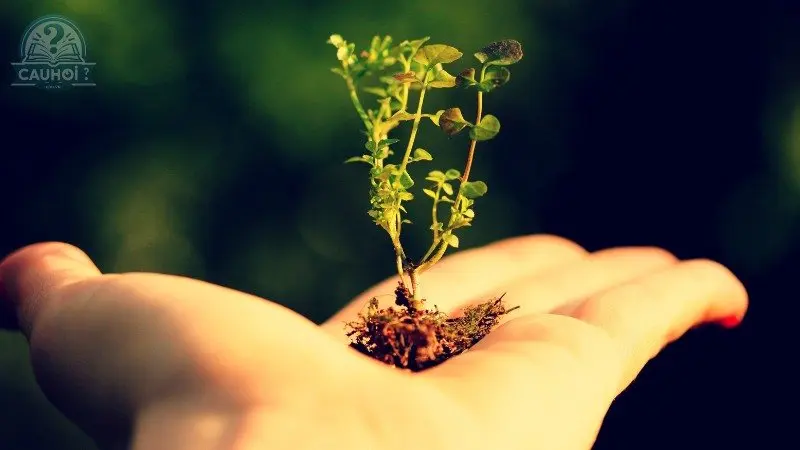 Hành động bảo vệ rừng