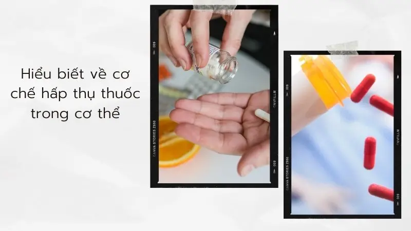 Hiểu biết về cơ chế hấp thụ thuốc trong cơ thể