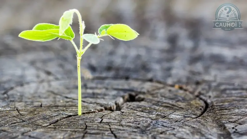 Bí quyết biến ước mơ thành hiện thực Bí quyết biến ước mơ thành hiện thực