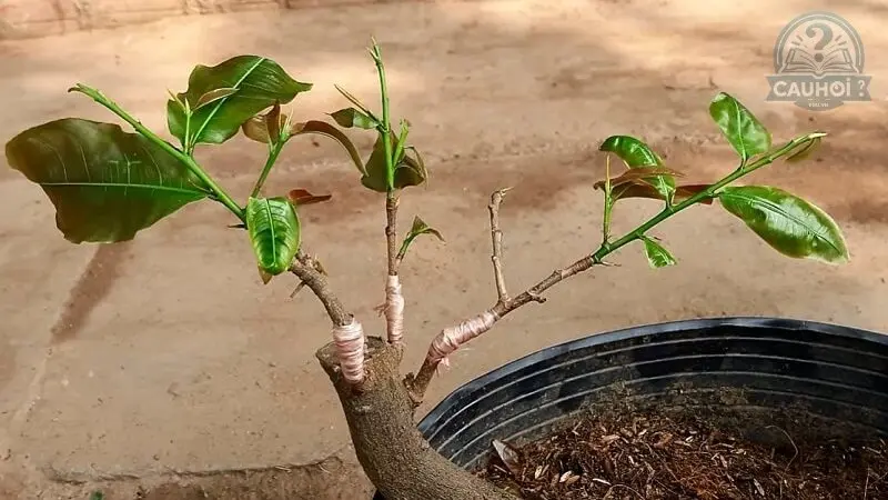 Định nghĩa về ưu thế lai Định nghĩa về ưu thế lai