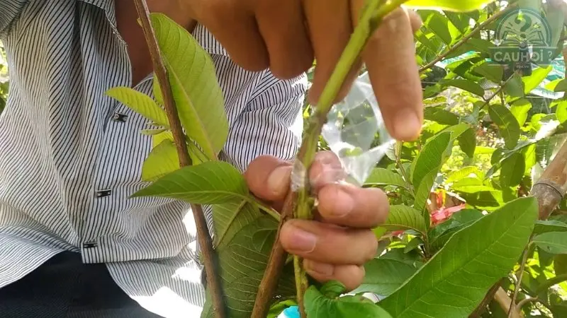 Nguyên tắc hoạt động của ưu thế lai Nguyên tắc hoạt động của ưu thế lai