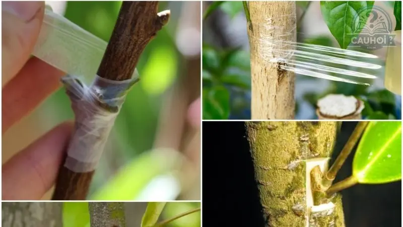 Ứng dụng của ưu thế lai Ứng dụng của ưu thế lai