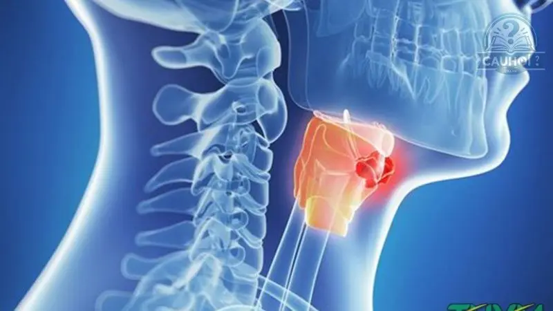 Chức năng của yết hầu Chức năng của yết hầu