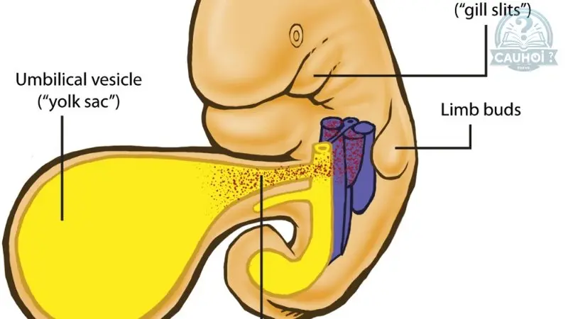 Cấu tạo của yolk sac