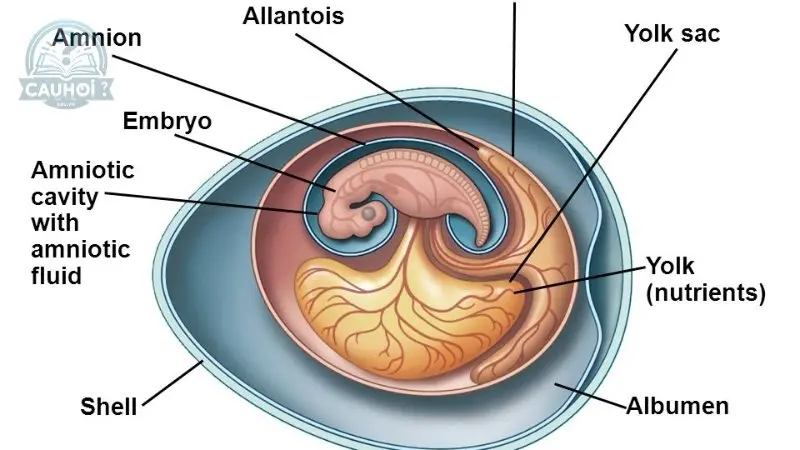 Chức năng của yolk sac