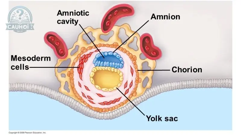Ý nghĩa của yolk sac trong sự phát triển của phôi thai