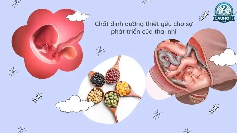 Chất dinh dưỡng thiết yếu cho sự phát triển của thai nhi Chất dinh dưỡng thiết yếu cho sự phát triển của thai nhi