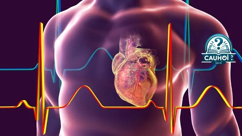 Cơ bản về điện tim (EKG/ECG) Cơ bản về điện tim (EKG/ECG)