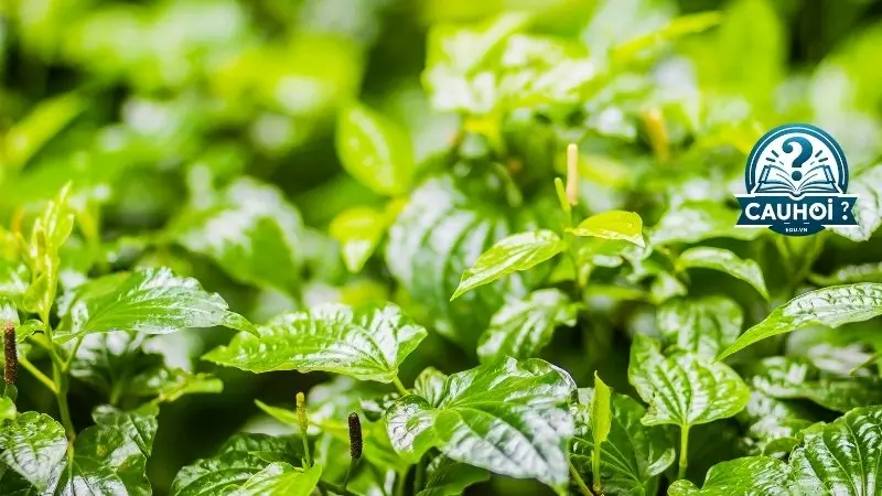 Tổng quan về lá lốt Tổng quan về lá lốt