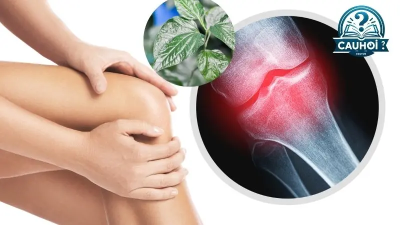 Lá lốt điều trị xương khớp như thế nào Lá lốt điều trị xương khớp như thế nào