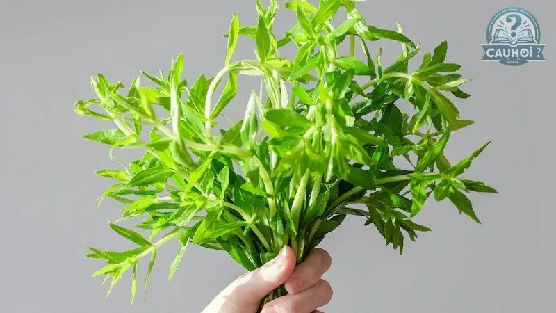 Ngò rau là gì 04 