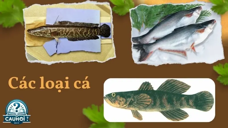 Cách sơ chế cá Cách sơ chế cá