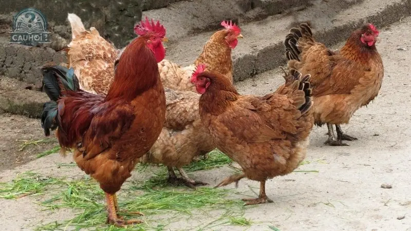 Cách chọn gà tươi ngon để luộc Cách chọn gà tươi ngon để luộc