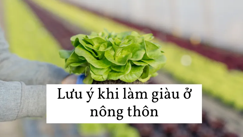 Lưu ý khi làm giàu ở nông thôn Lưu ý khi làm giàu ở nông thôn