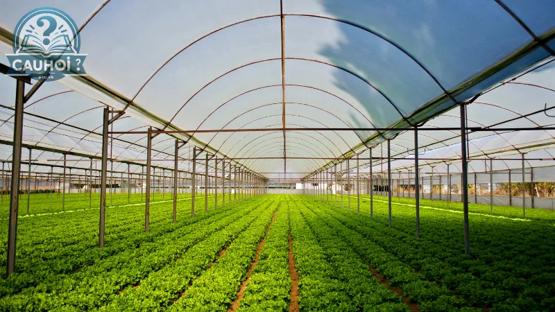 Phát triển nông nghiệp sạch và hữu cơ Phát triển nông nghiệp sạch và hữu cơ