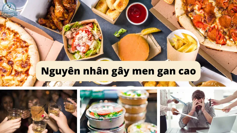 Nguyên nhân gây men gan cao Nguyên nhân gây men gan cao