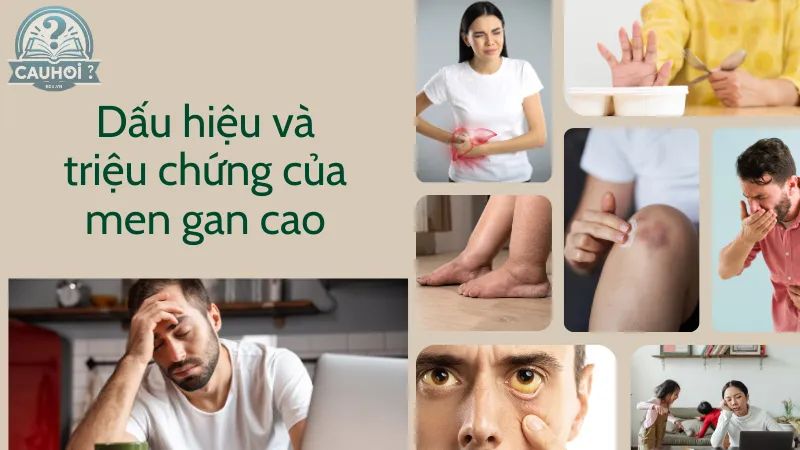 Dấu hiệu và triệu chứng của men gan cao Dấu hiệu và triệu chứng của men gan cao
