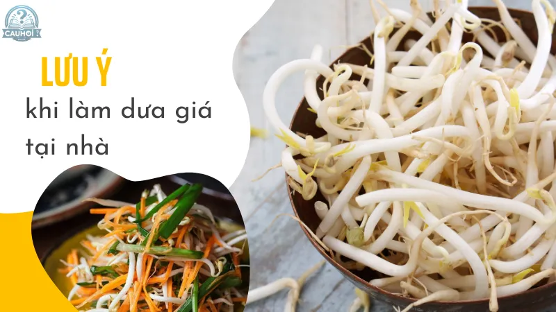 Lưu ý khi làm món dưa giá tại nhà Lưu ý khi làm món dưa giá tại nhà