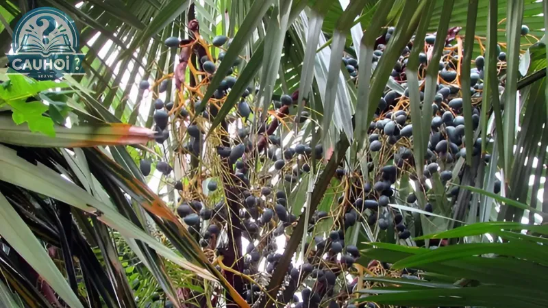 Quả cọ đặc sản Phú Thọ Quả cọ đặc sản Phú Thọ