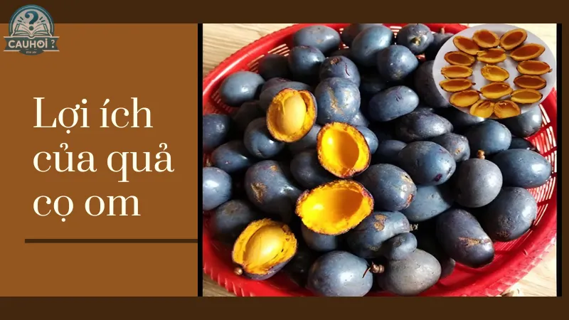 Lợi ích của quả cọ om Lợi ích của quả cọ om