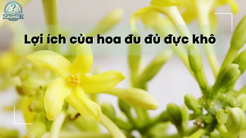 Lợi ích của hoa đu đủ đực khô Lợi ích của hoa đu đủ đực khô