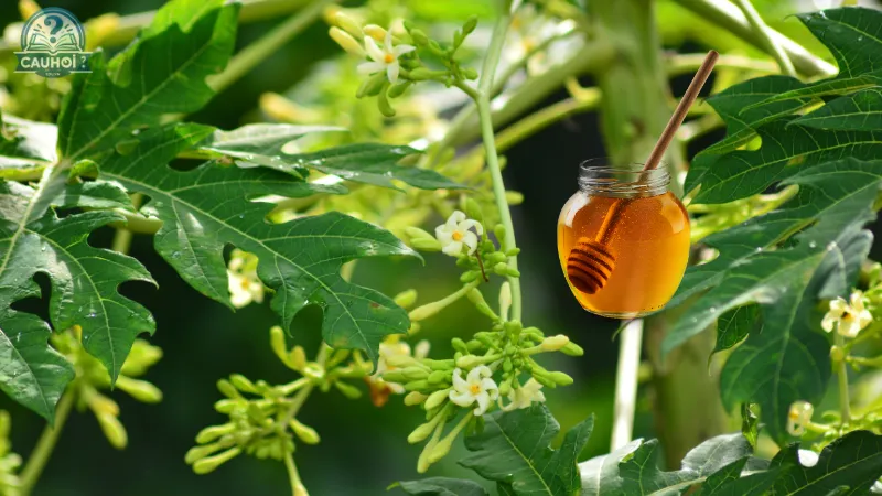 Hoa đu đủ đực khô kết hợp với mật ong Hoa đu đủ đực khô kết hợp với mật ong