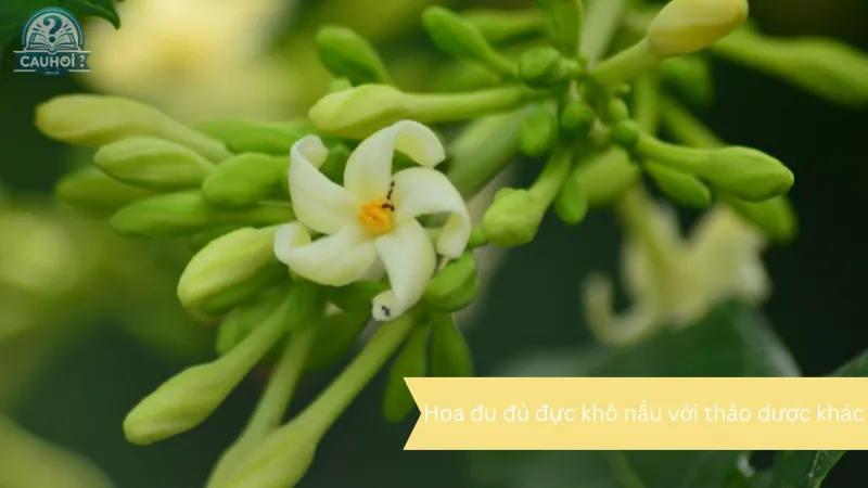 Hoa đu đủ đực khô nấu với thảo dược khác Hoa đu đủ đực khô nấu với thảo dược khác