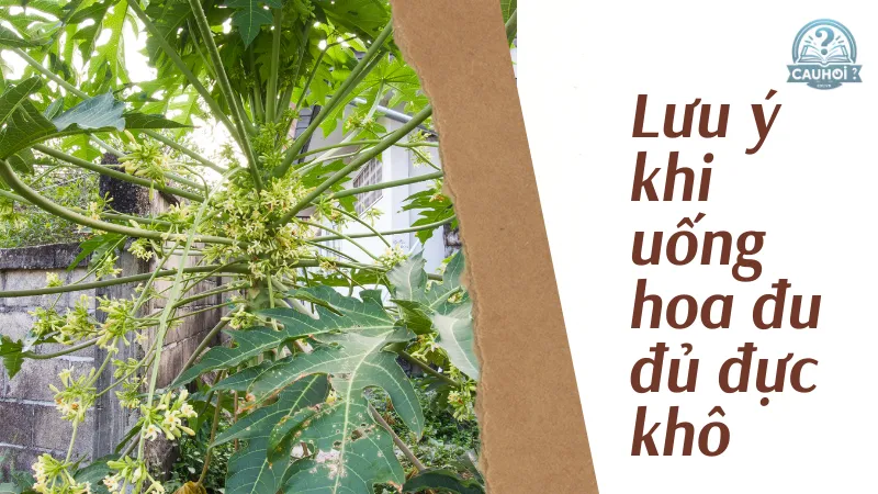 Lưu ý khi uống hoa đu đủ đực khô Lưu ý khi uống hoa đu đủ đực khô