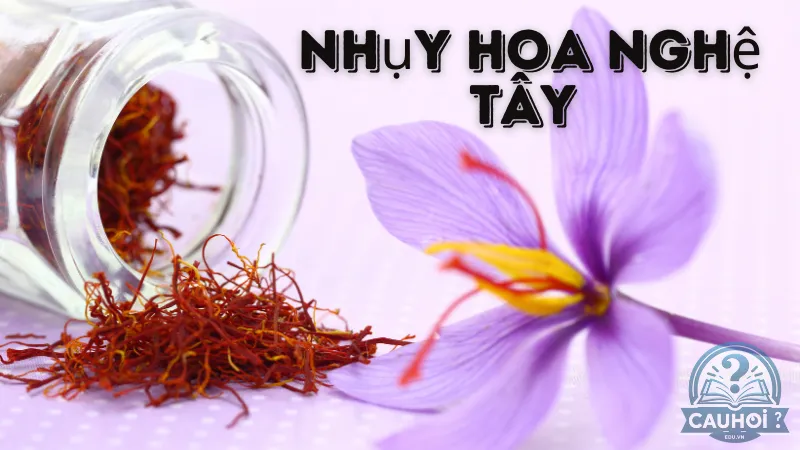 Nhụy hoa nghệ tây là gì? Nhụy hoa nghệ tây là gì?