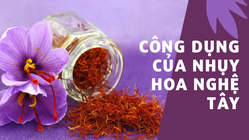 Công dụng của nhụy hoa nghệ tây Công dụng của nhụy hoa nghệ tây