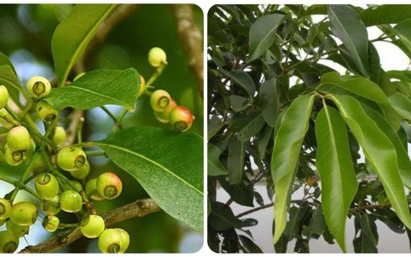 Tác hại lá vối 1