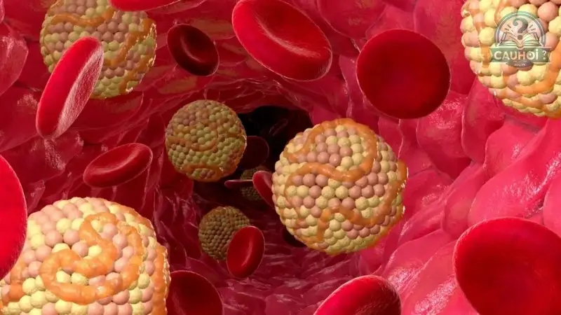 Cholesterol là gì 04