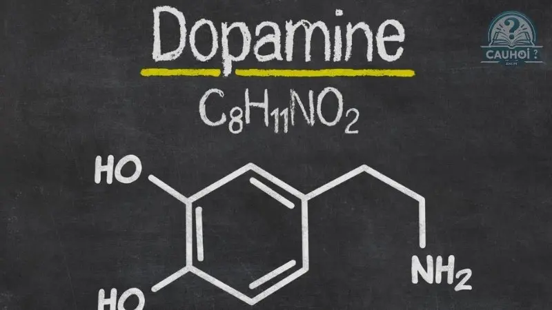 Dopamine là gì 02