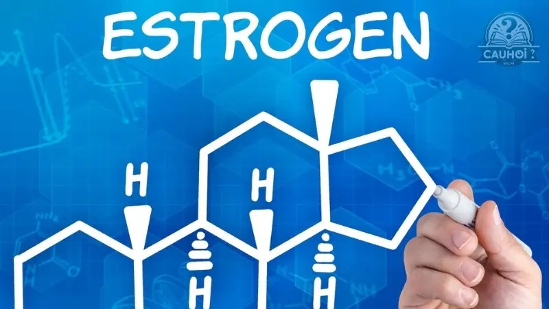 Estrogen là gì 02