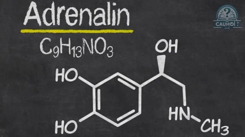 Adrenaline là gì 02