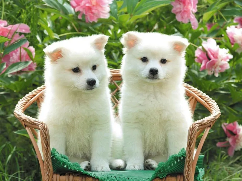 Ngắm nhìn hình nền chó pug dễ thương mỗi ngày