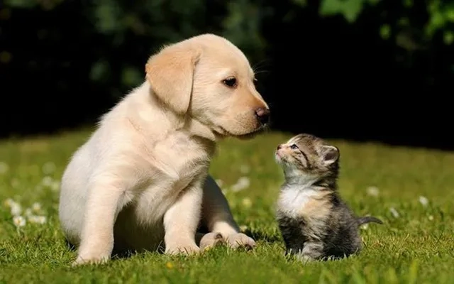 Cập nhật ngay hình nền chú chó dễ thương siêu dễ cưng
