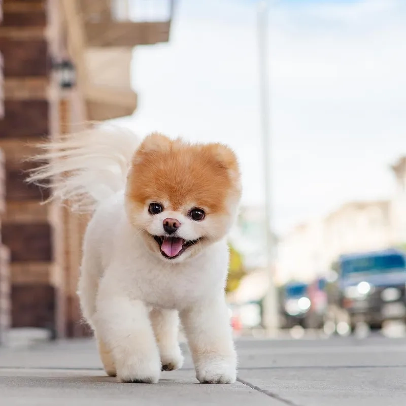 Làm nổi bật trang cá nhân với avatar con chó cute