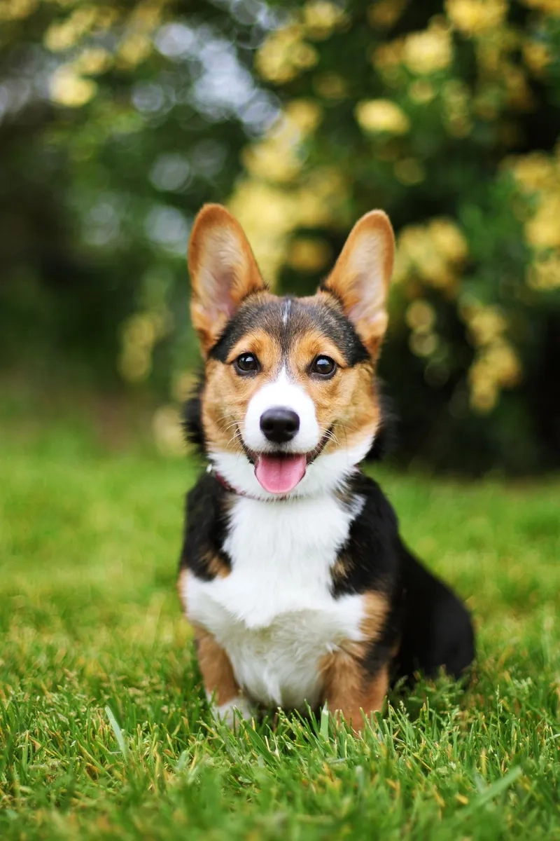 Thêm nét đáng yêu với avatar chó mèo cute sinh động