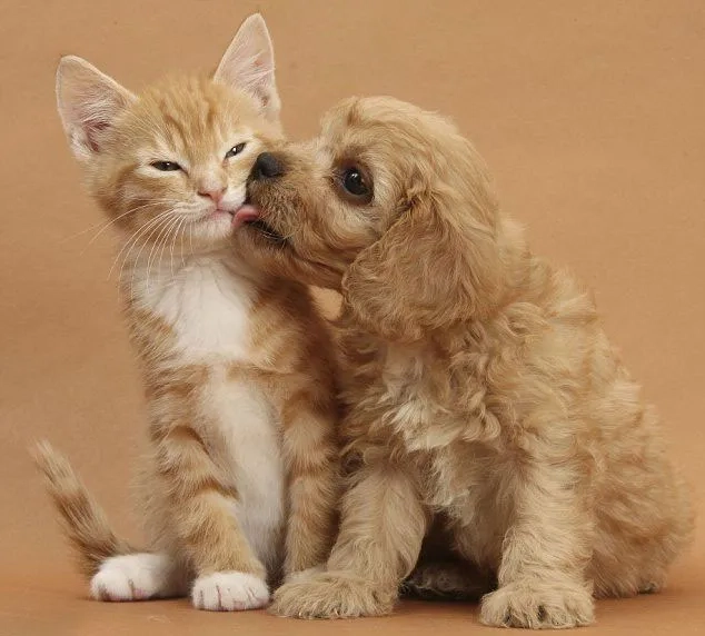 Làm mới hồ sơ với avatar cún cute siêu cưng