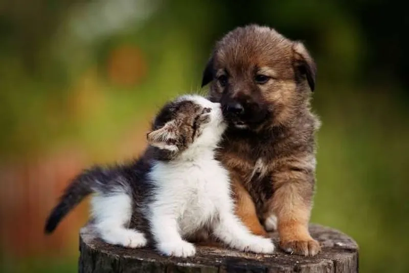 Chia sẻ ngay ảnh avatar chó cute cho hội yêu thú cưng