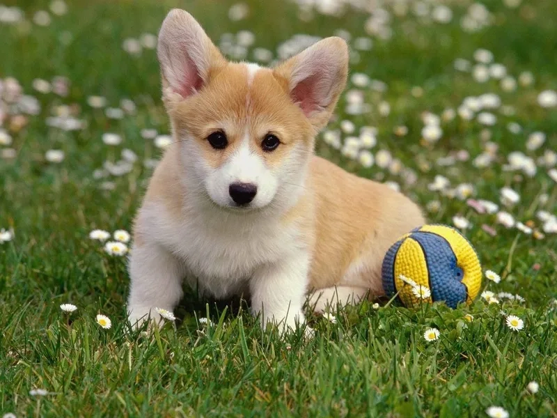 Tận hưởng sự đáng yêu với hình nền con chó cute