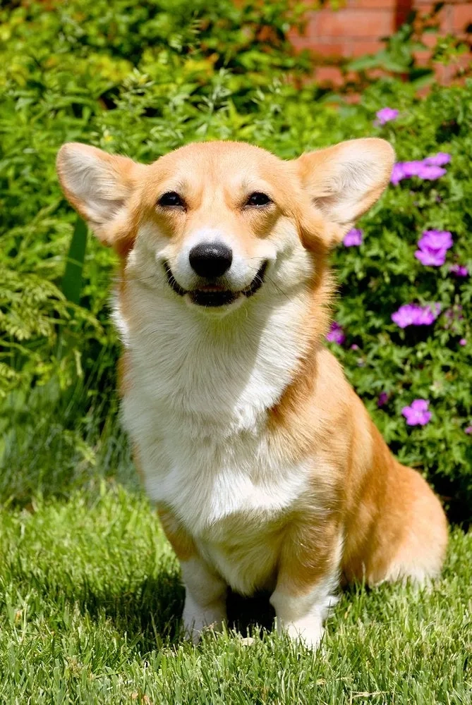 Cập nhật ngay hình nền chó corgi cute siêu ngộ nghĩnh