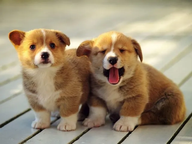 Làm đẹp màn hình với hình nền chó cute siêu đáng yêu