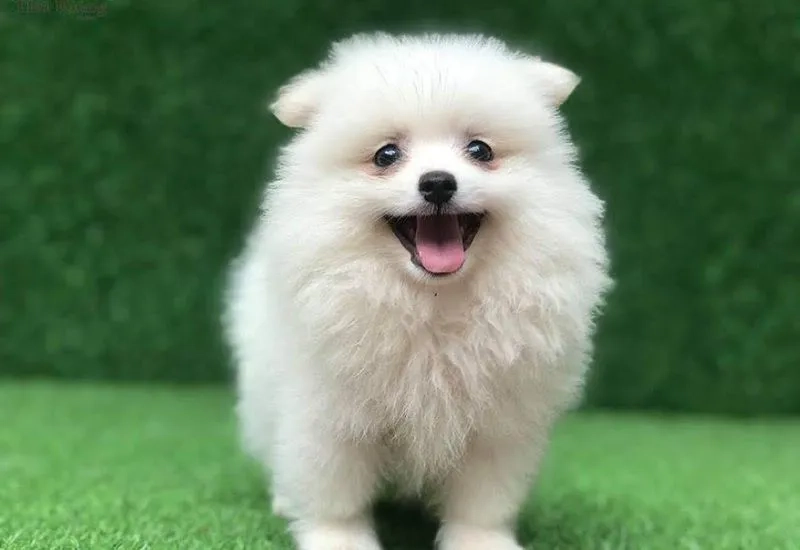 Cập nhật ngay hình nền chó con dễ thương vô đối