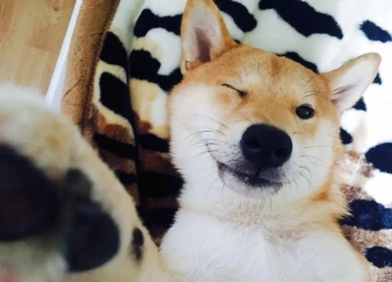 Trang trí màn hình với hình nền cute chó con dễ thương