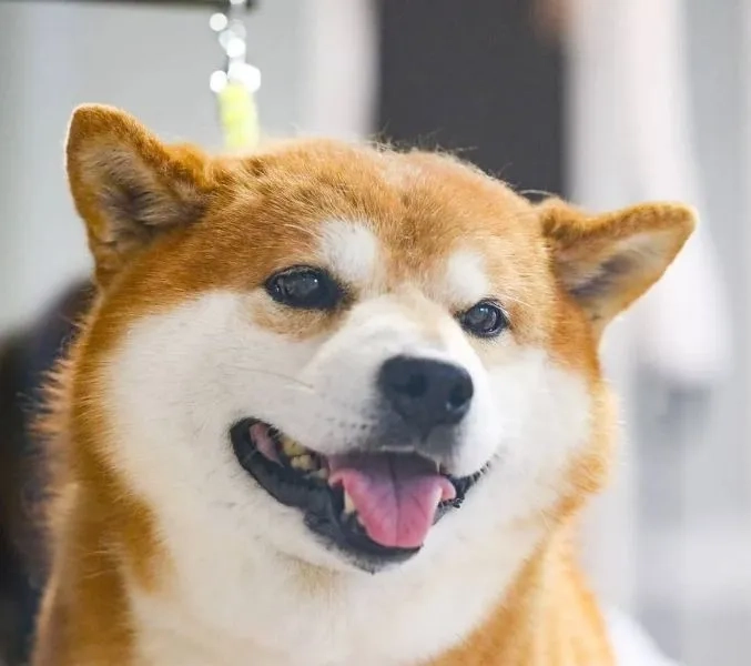 Ngắm nhìn hình nền con chó dễ thương mỗi ngày