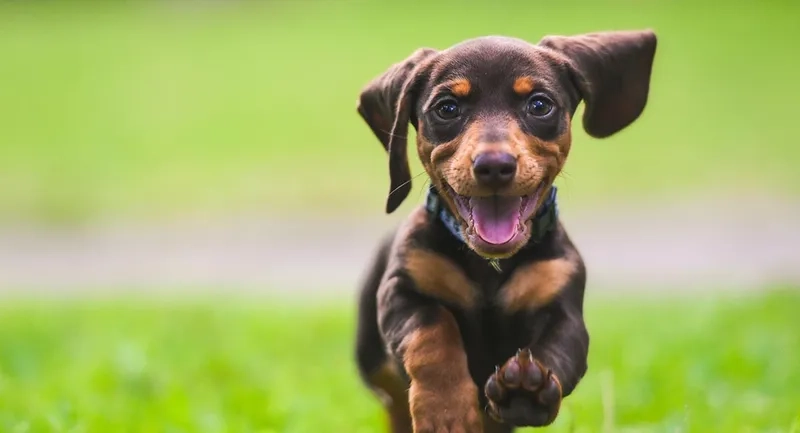 Thể hiện phong cách với avatar chó shiba ngầu